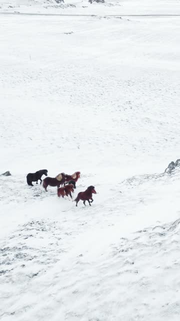 Vertical Screen: Horses Running in Winter Field. Pure Nature in Iceland. Rural Animals in Snow Covered Meadow. Frozen North Landscape Aerial View 4k. Shot for Social Media.