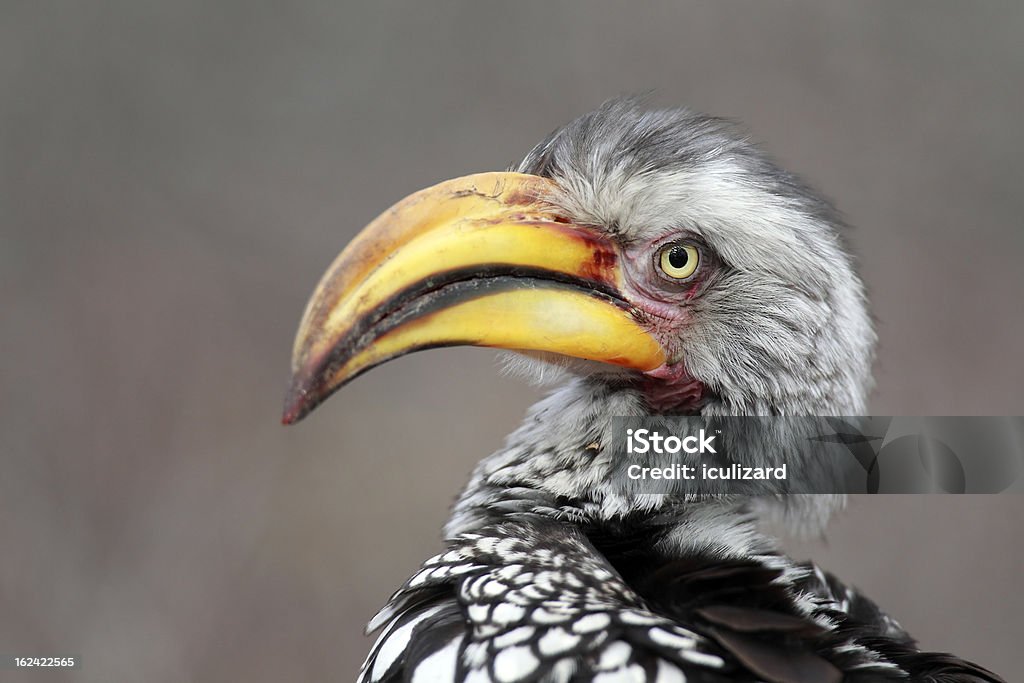 Cálao de pico amarillo - Foto de stock de Aire libre libre de derechos