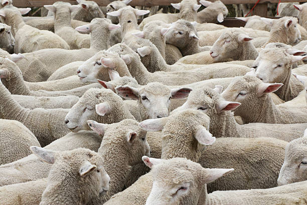 istock New Zealand Lambs 162423041