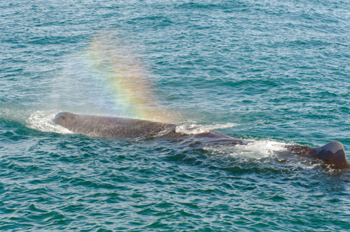 Sperm Whale at the Kaikoura Coast resting after hunt, New Zealand.
