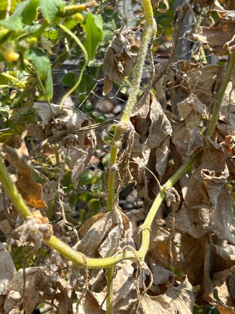 istock Drought of Summer 2023 1624243009