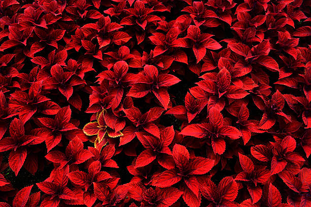 Fleurs rouges avec une seule personne - Photo