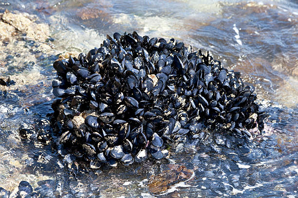 istock Fresh mussels growing on the rocks 162424974