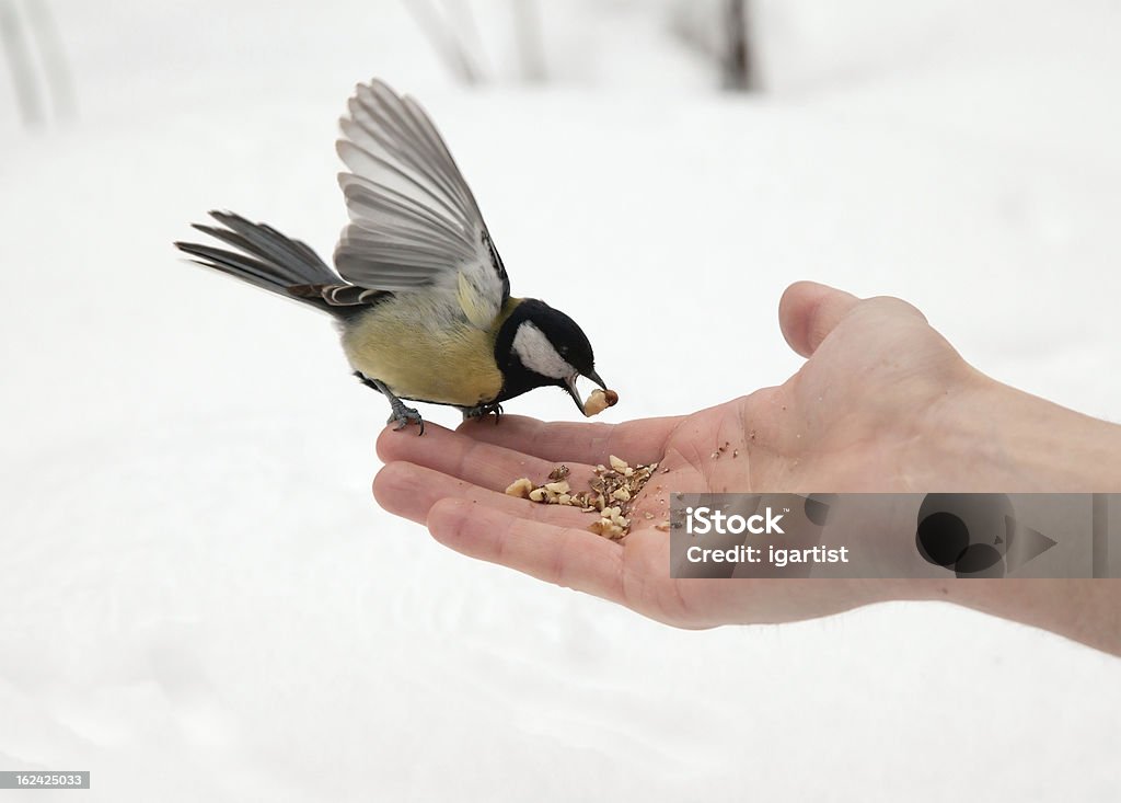 open hand and titmouse open hand and greater titmouse Animal Stock Photo