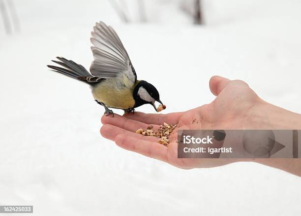 Open Hand And Titmouse Stock Photo - Download Image Now - Animal, Animals In The Wild, Assistance