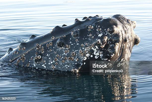 Humpback Whales Head Stock Photo - Download Image Now - Adventure, Animal Wildlife, Antarctica