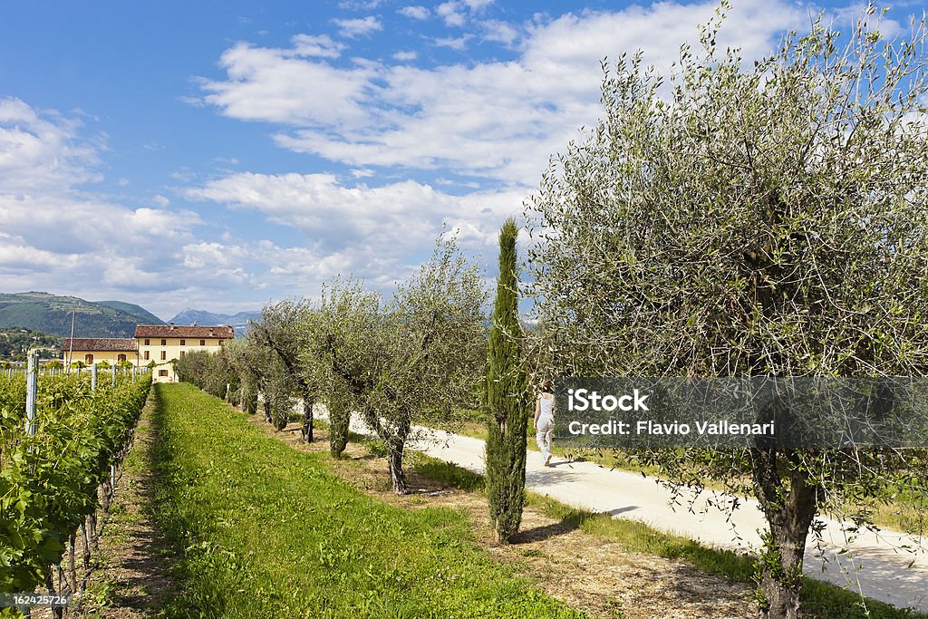 Entrada para a casa da fazenda, Valpolicella - Foto de stock de Adulto royalty-free