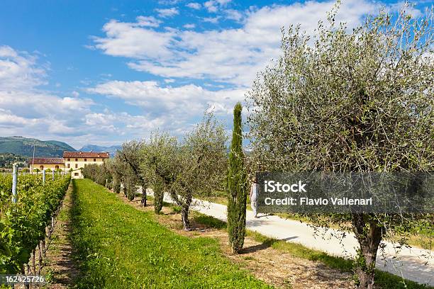 Foto de Entrada Para A Casa Da Fazenda Valpolicella e mais fotos de stock de Adulto - Adulto, Agricultura, Ajardinado