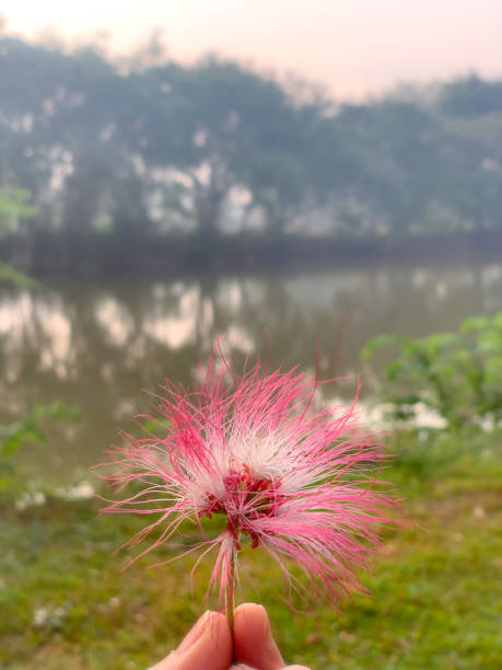 istock Red Powderpuff flower 1624259170