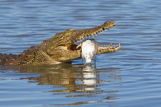 crocodilo do nilo (crocodylus niloticus) comer, áfrica do sul - transvaal - fotografias e filmes do acervo