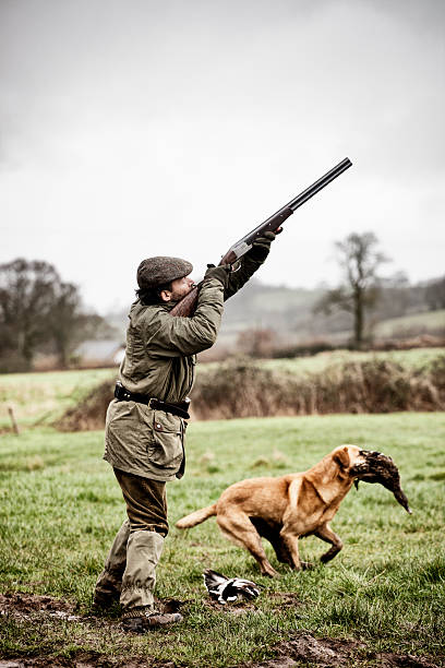 shooting anatra, gundog recupera - bird hunter foto e immagini stock