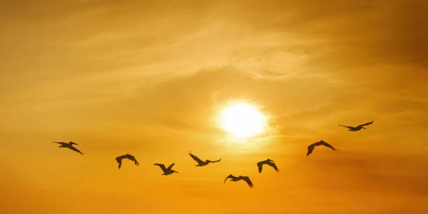 istock Group of pelicans take flight against stunning backdrop 1624265922