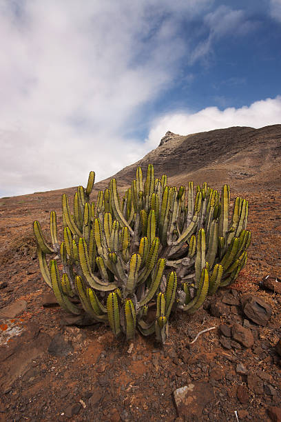 istock Cactus at Fuerteventura 162431108