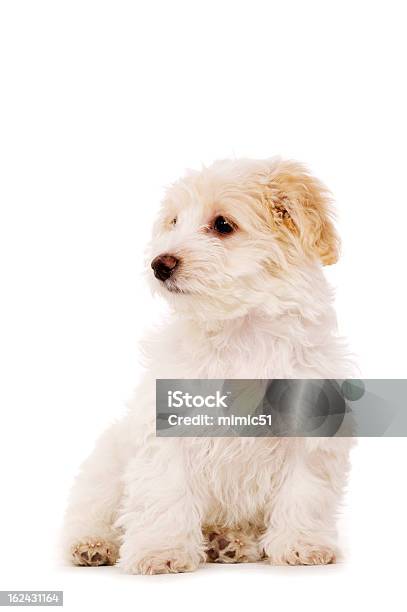 Photo libre de droit de Chiot Samedi Isolé Sur Fond Blanc banque d'images et plus d'images libres de droit de Animaux de compagnie - Animaux de compagnie, Animaux domestiques, Bichon