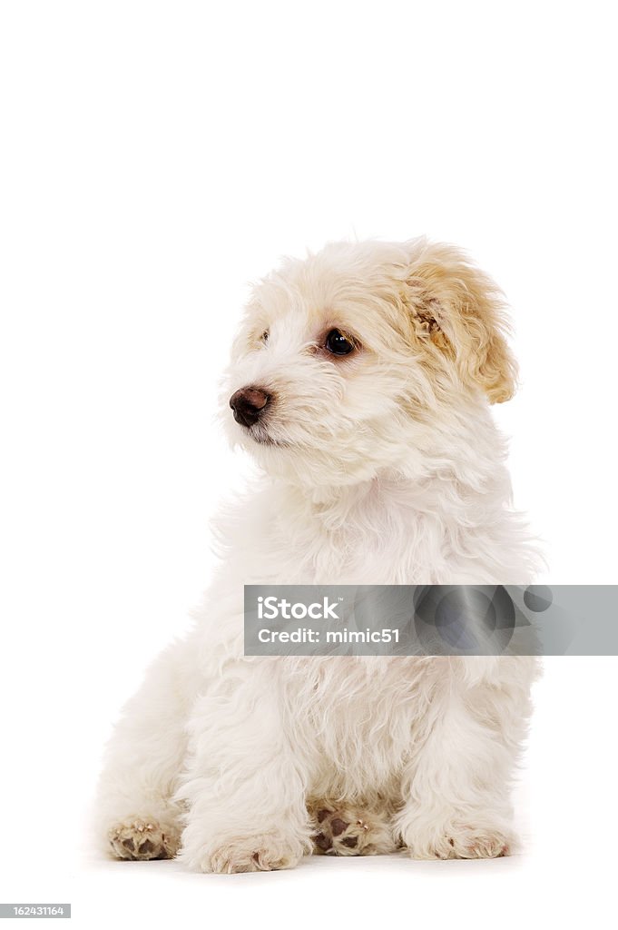 Filhote sábado isolado em um fundo branco - Foto de stock de Animal royalty-free