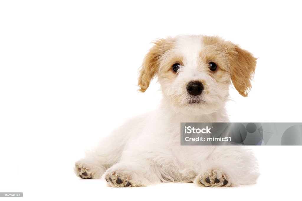 子犬した白い背景に - ふわふわのロイヤリティフリーストックフォト