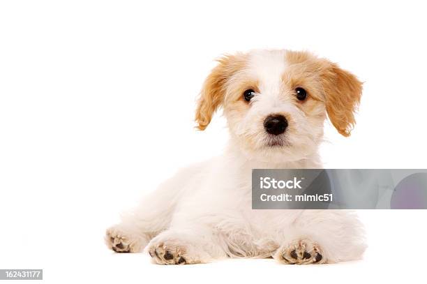 Cachorrinho Estabelecidos Isolado Sobre Um Fundo Branco - Fotografias de stock e mais imagens de Animal