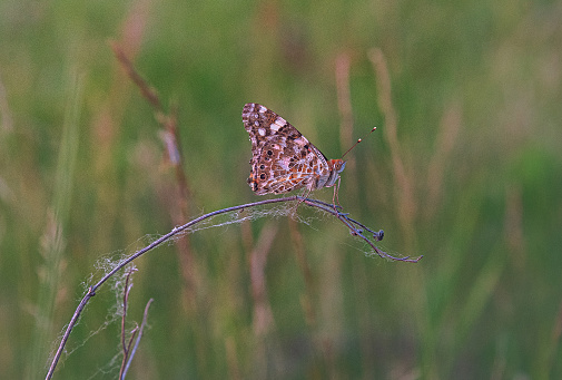 Just a photo of a butterfly in summer time