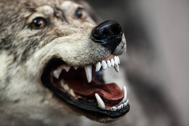 Wolf Lifelike model of a snarling gray wolf. wolf snout pictures stock pictures, royalty-free photos & images