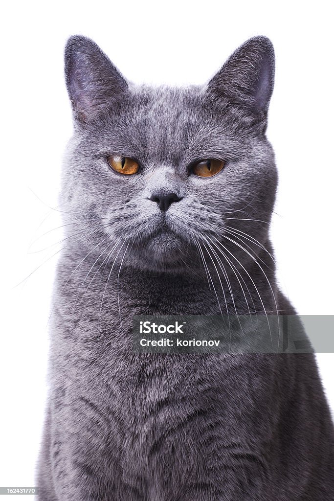 gray shorthair British cat with bright yellow eyes gray shorthair British cat with bright yellow eyes isolated on a white background Domestic Cat Stock Photo