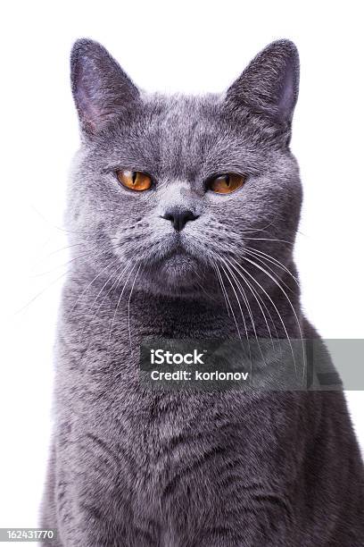 Gray Shorthair British Cat With Bright Yellow Eyes Stock Photo - Download Image Now - Domestic Cat, Gray Color, British Culture