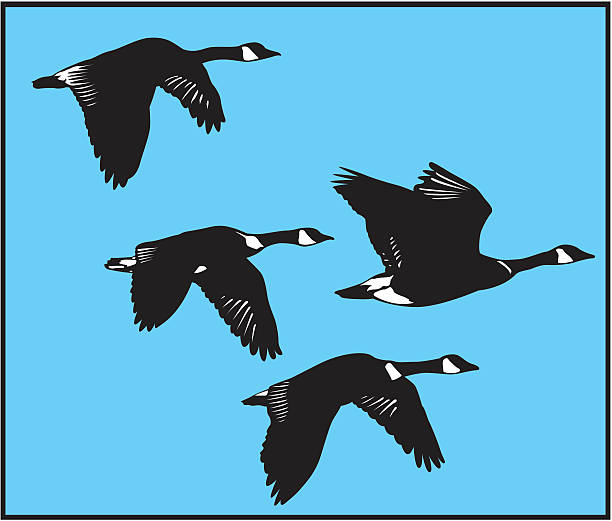 Drawing of four black flying swans in blue sky Four geese flying canada goose stock illustrations