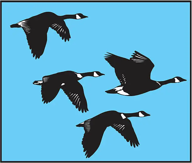 Vector illustration of Drawing of four black flying swans in blue sky