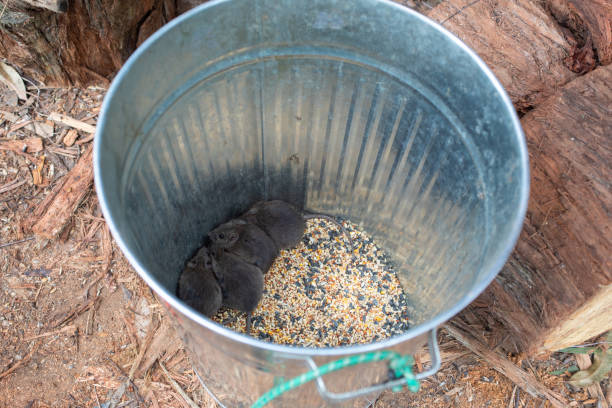 istock Four Bush Rats huddled together in a Tin bin. 1624324248