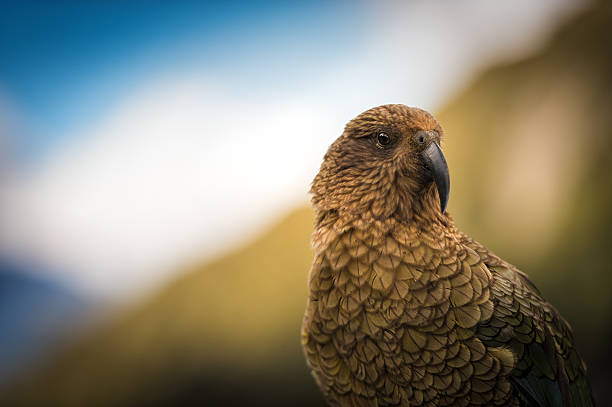 KEA stock photo