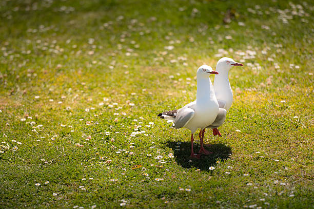 Seagull stock photo