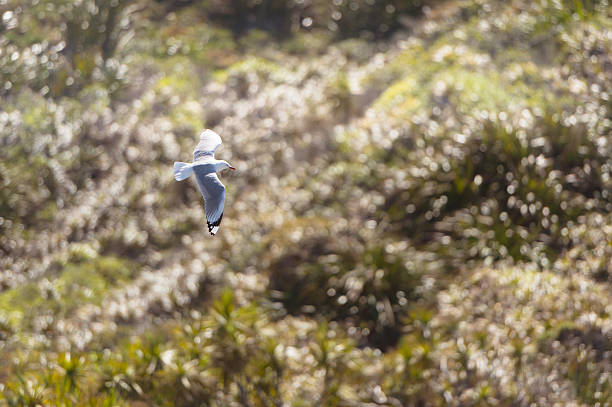 Flying Seagull stock photo