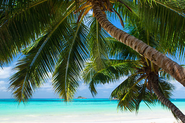 istock White coral beach sand and azure indian ocean. 162433435