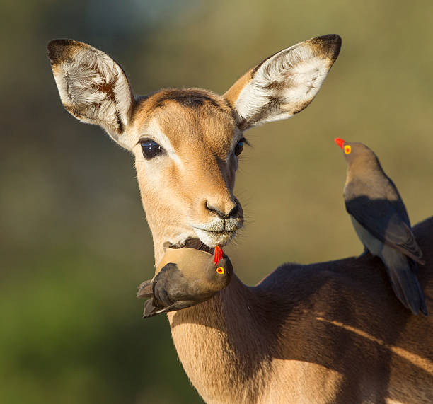 istock Impala being groomed by ox peckers (aepyceros melampus) Botswana 162433701