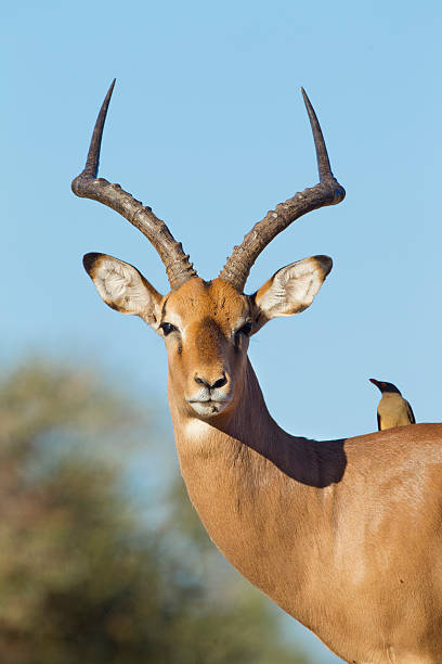 istock Male Impala Portrait (aepyceros melampus) Botswana 162433705