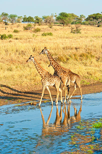 istock Three Masai Giraffes at a stream, Tarangire, Tanzania 162433968
