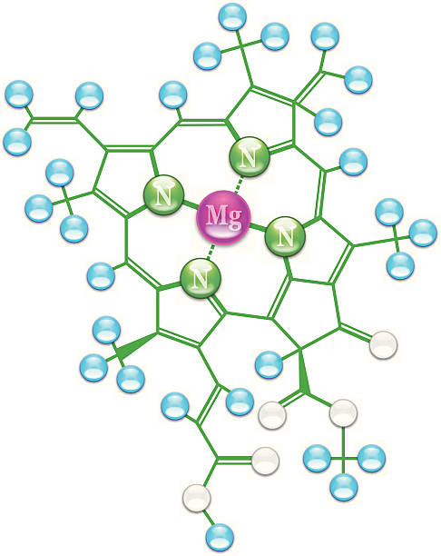 ilustrações de stock, clip art, desenhos animados e ícones de clorofila fórmula i - science botany chemistry formula