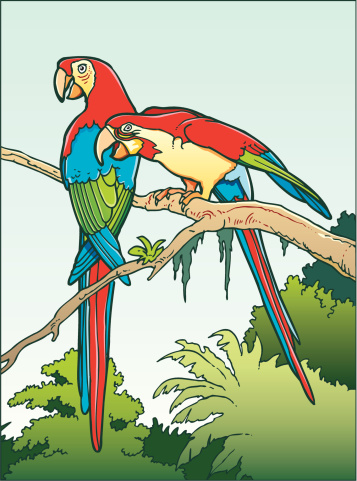 An a vector illustration of two parrots.