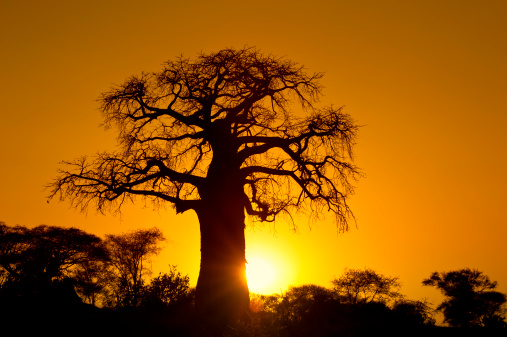 A large African Baobab tree (Adansonia digitata) during the sunset in Tarangire National Park, Tanzania/East Africa. Tarangire National Park is a popular Safari destination close to the town of Aruhsa in Northern Tanzania. 