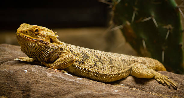 Portrait of a bearded agama. Portrait of a bearded agama. hoplocercidae stock pictures, royalty-free photos & images