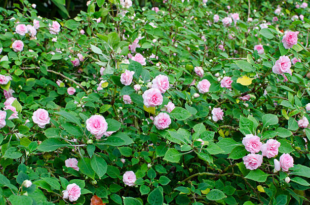 Jardim de rosas cor-de-rosa - foto de acervo