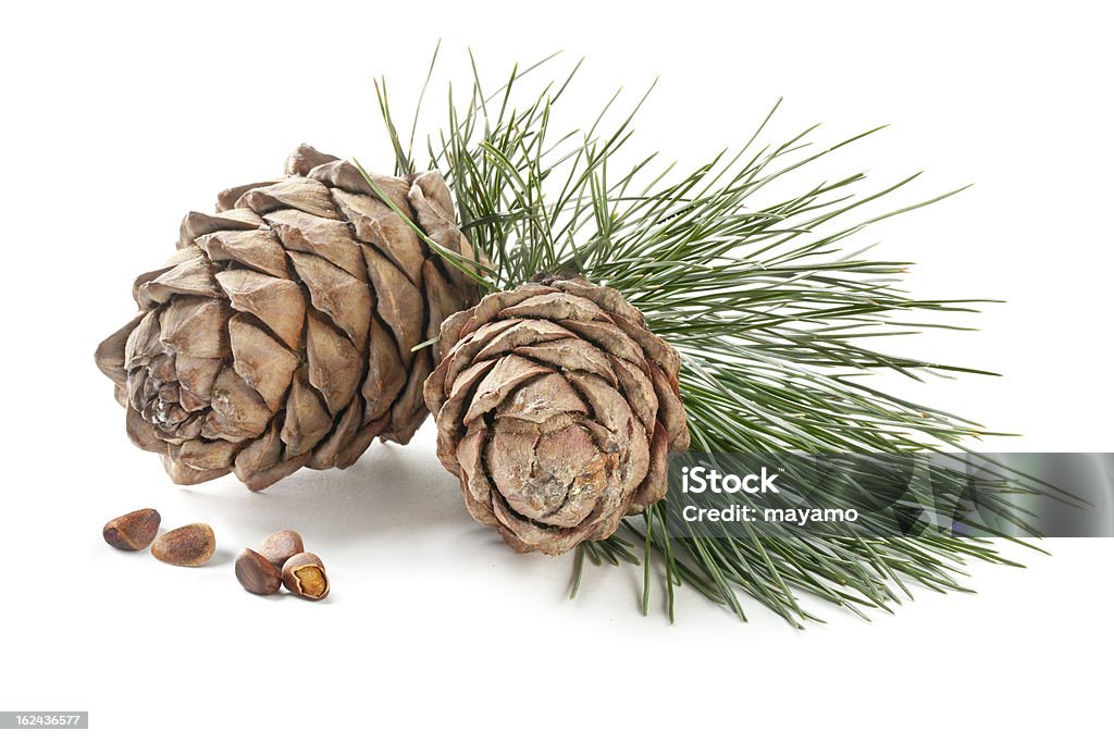 Cedar cones Cedar cones with branch and nuts on a white background Cedar Tree Stock Photo