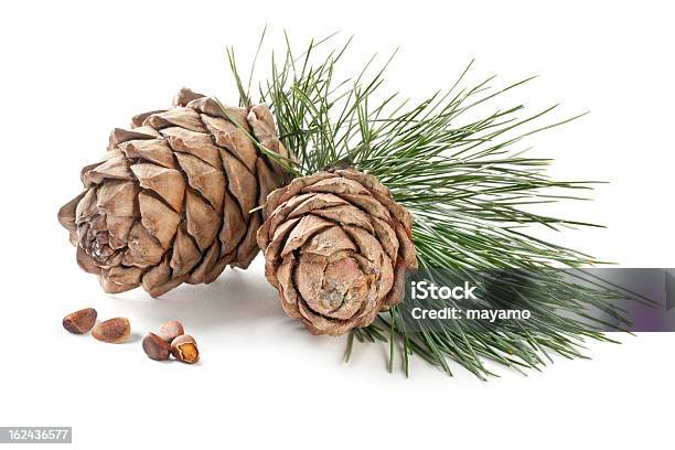 Cedar Cones Stock Photo - Download Image Now - Cedar Tree, Essential Oil, Pine Cone