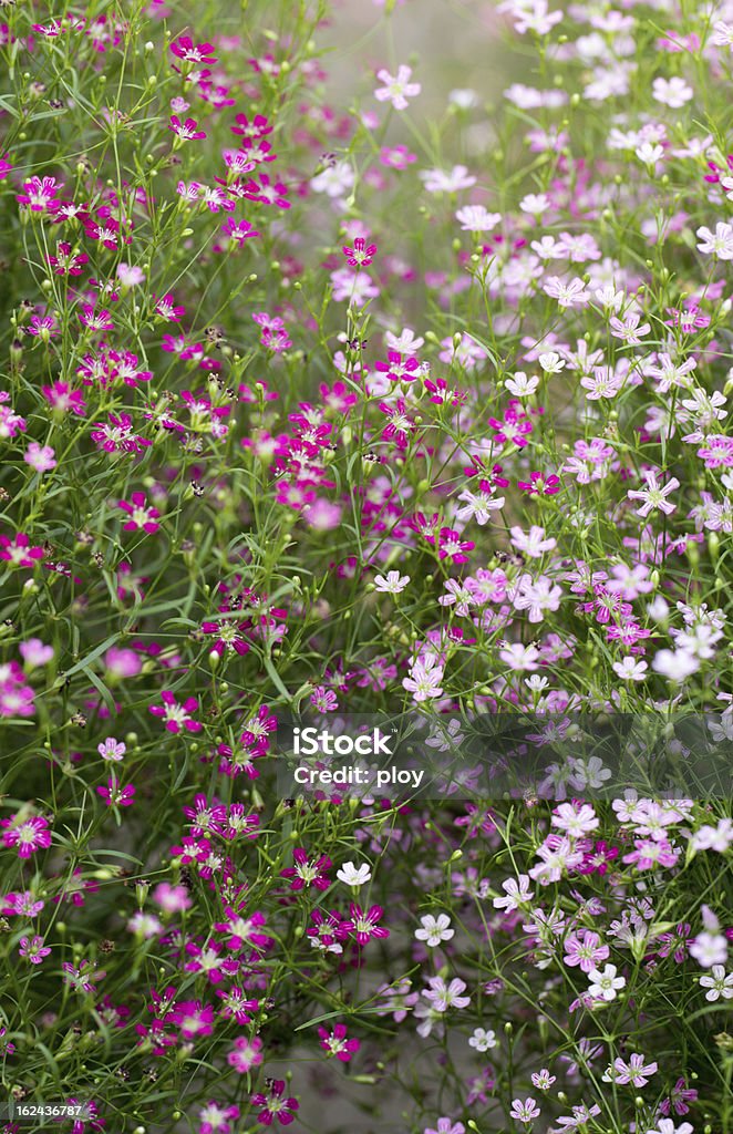 Gypsophile - Photo de Arbre en fleurs libre de droits