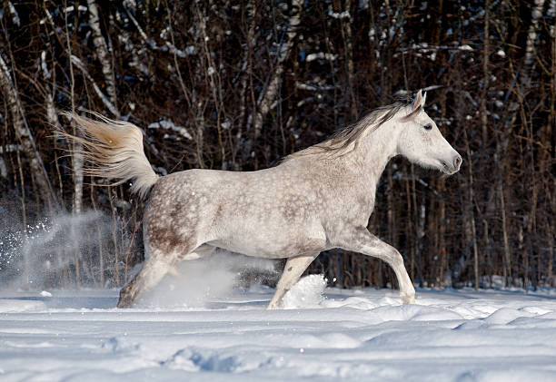 istock arab horse in winter 162436793