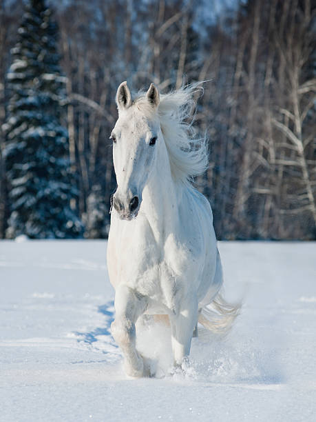 istock white horse in winter forest 162436813