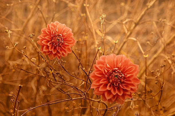 Zwei orange Dahlie Herbst Blumen auf Braun Filialen Hintergrund – Foto