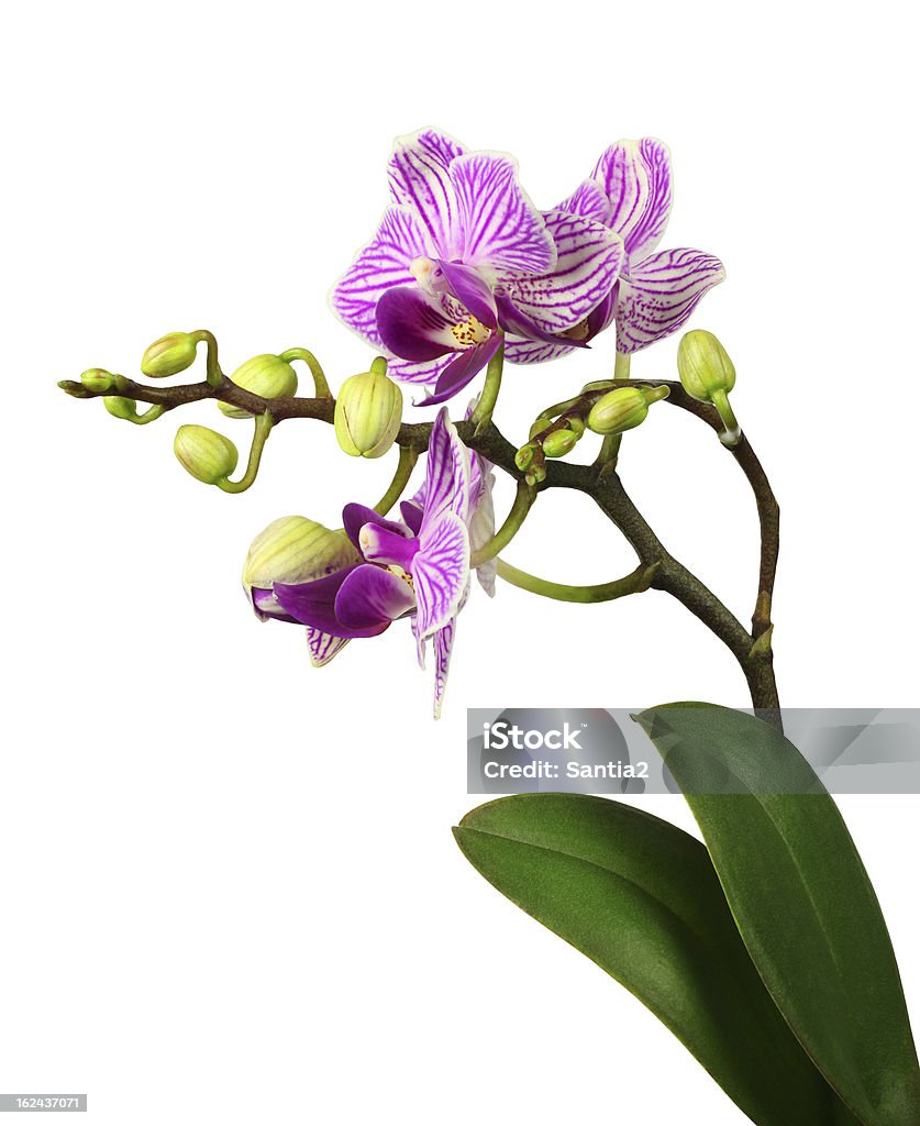 Listras bela orquídea cor-de-rosa - Foto de stock de Beleza natural - Natureza royalty-free