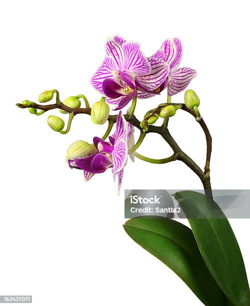 Foto de Listras Bela Orquídea Corderosa e mais fotos de stock de Beleza natural - Natureza - Beleza natural - Natureza, Botânica - Assunto, Botão - Estágio de flora