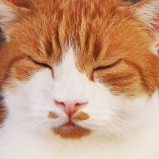gato vermelho e branco, dormir, close-up - schlafend imagens e fotografias de stock
