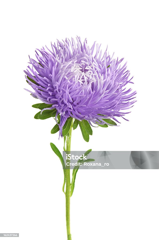 Aster isolato - Foto stock royalty-free di Argyranthemum frutescens
